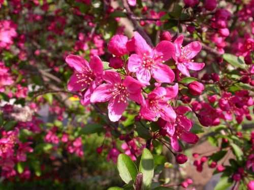 Prairie Fire Crab Apple, Malus prairiefire, Tree Seeds  