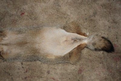 Huge L Prime Coyote Pelt/Fur/Hide/Skin for Taxidermy/Education (fox 