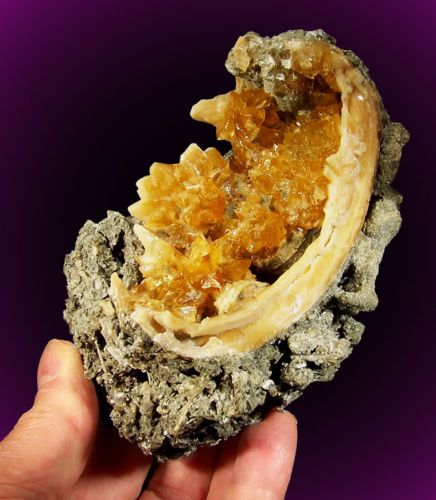 FOSSIL CLAMSHELL Filled w/Golden CALCITE Crystals FL  