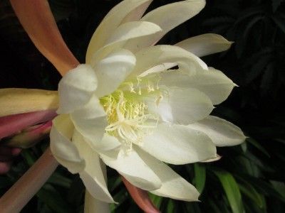 HUGE FRAGRANT ORCHID CACTUS EPIPHYLLUM CRENATUM PLANT SPECTACULAR 