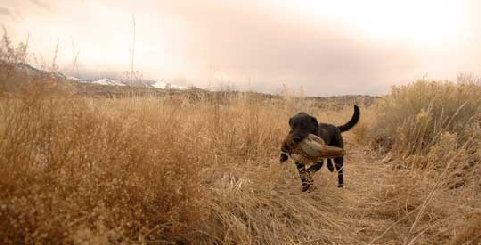 Pheasant Hunting in South Dakota   Managed Ranch  