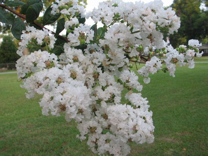 Crepe Myrtle Glendora White or Crape Myrtle Lagerstroemia indica10 