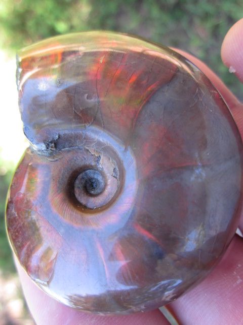 Madagascar AMMONITE FOSSIL Sea Shell Creature Jurassic Dinosaur Age 