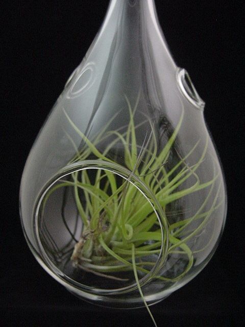 Airplant/Tillandsia Set of 3 Teardrop Orbs with Plants  