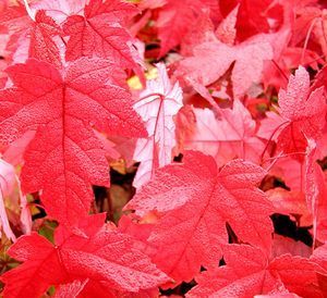 REF#G.L.  2012 SPRING RED MAPLE TREE QUANTITY(30 )STARTER 