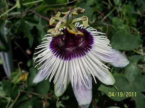 White & purple passion flower Passiflora Panda PLANT  