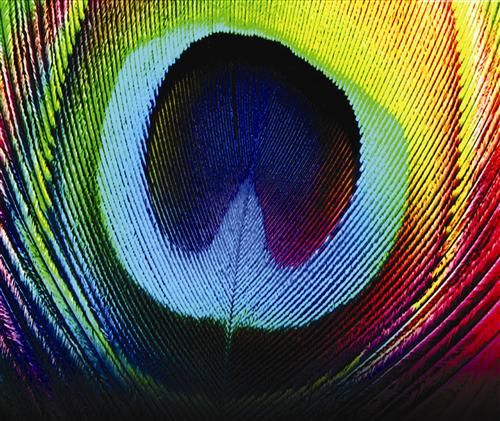 RAINBOW PEACOCK FEATHER CUTE MOUSE PAD NEW COOL FUN  