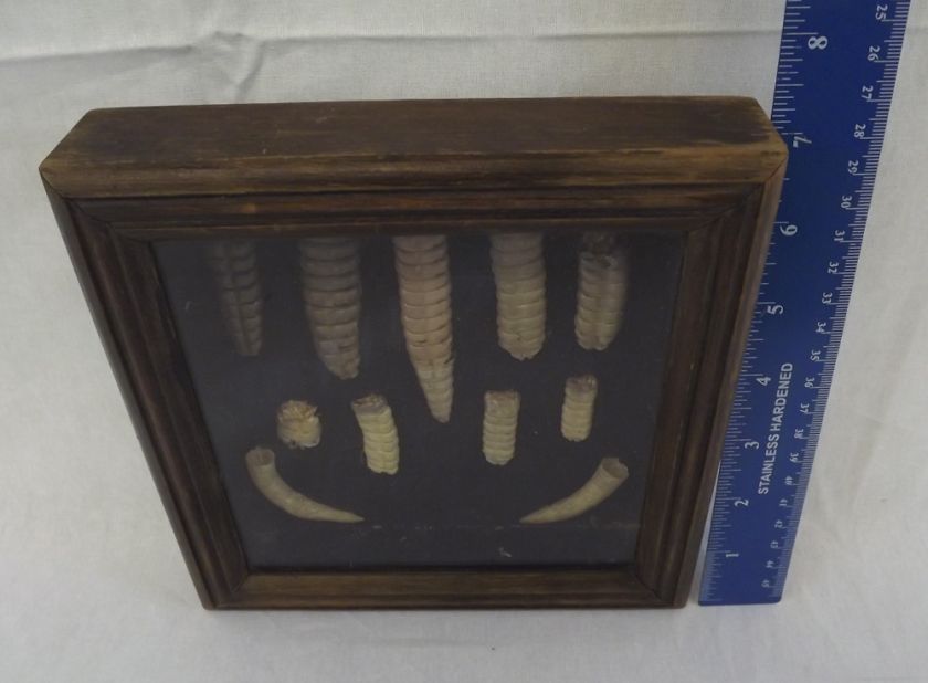 Vintage 9 Rattlesnake Rattles Collection Framed In Wooden Case & Claws 